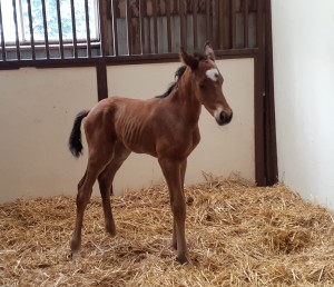 Thoroughbred colt born 5/24/21 Sire: Justify Dam: One More Strike Owner: Suzanne Stables